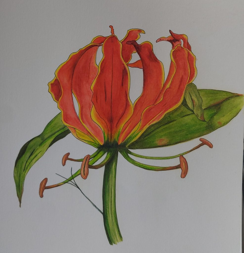 Flame Lily